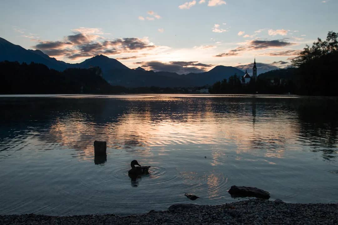 Bled